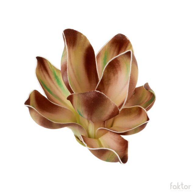 Ruskea magnolian tekokukan kukkapää