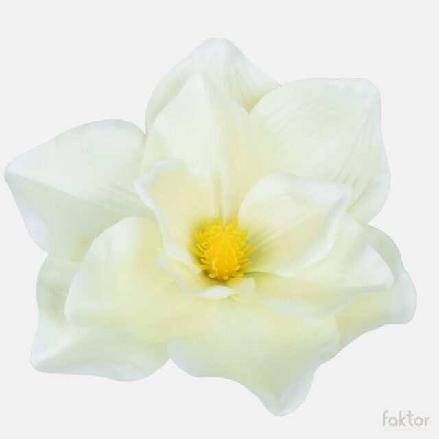 Kermanvärinen magnolian tekokukan kukkapää vaaleanvihreällä reunalla