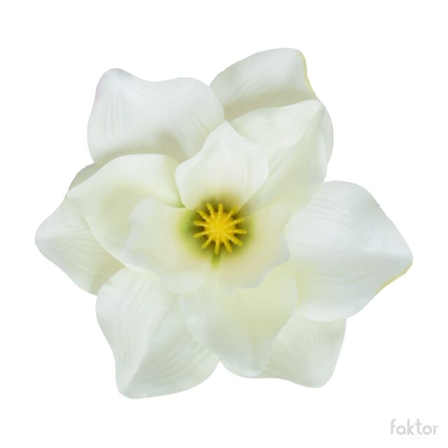 Kermanvärinen magnolian tekokukan pää vaaleanvihreällä keskustalla