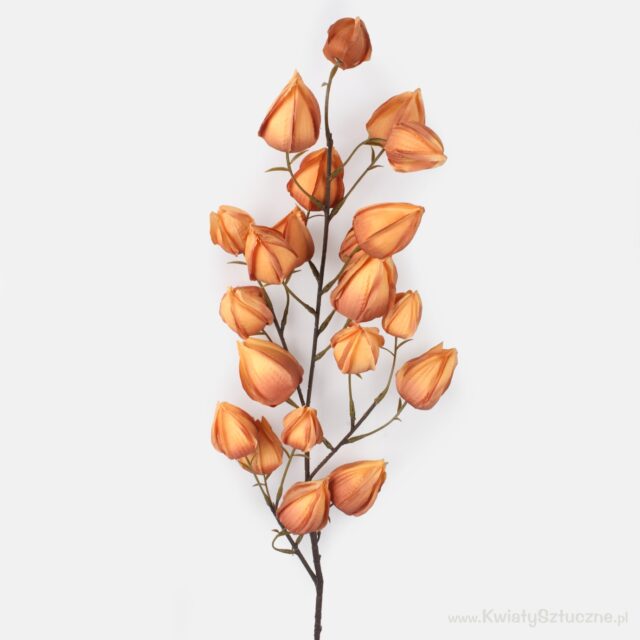 Vaaleanruskea physalis-tekokukka varrella