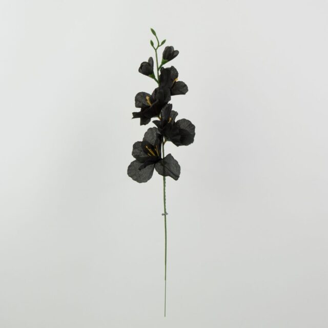 Musta tekogladiolusvarsi