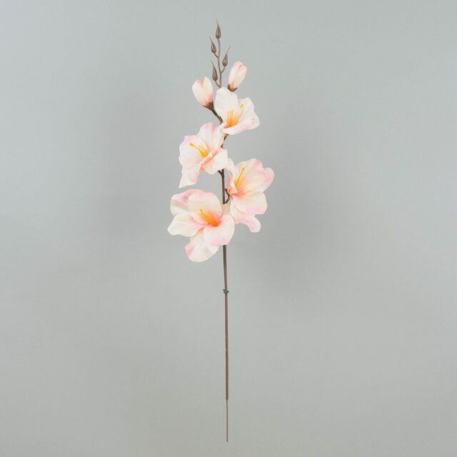 Satiininen gladiolitekokukka, syksyinen kerma/vaaleanpunainen W183-53