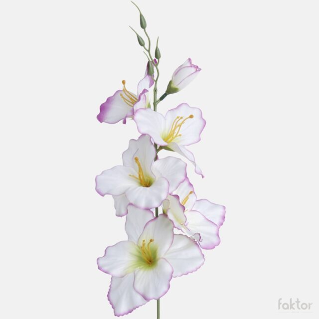 Kermanvärinen tekogladioli violetilla reunalla ja vihreällä keskustalla