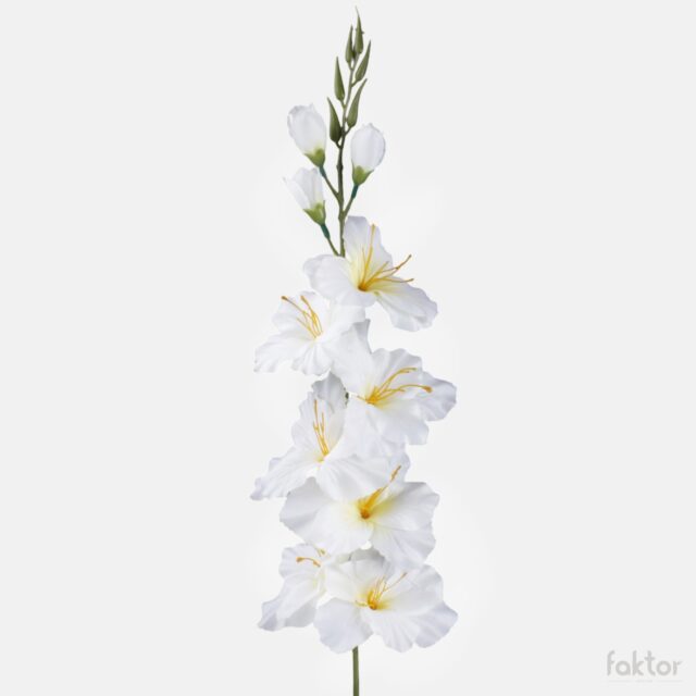 Kermanvärinen tekogladioli keltaisella keskustalla