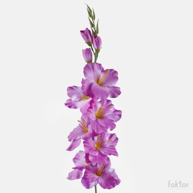 Liila satiinipintainen tekogladioli
