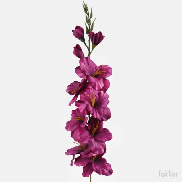 Burgundinpunainen tekogladioli, 80 cm
