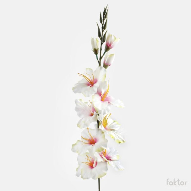 Kermanvärinen tekogladioli viininpunaisella keskustalla