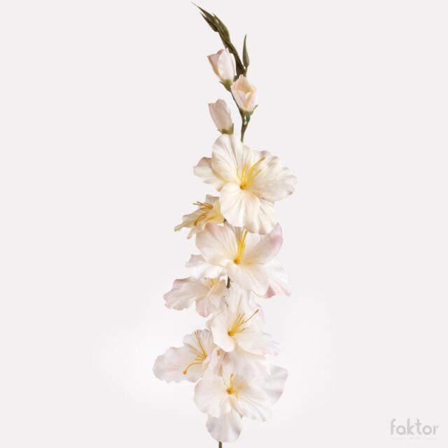 Vaaleankeltainen tekogladiolus vaaleanpunaisella reunalla