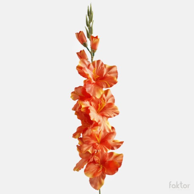 Tummanoranssi satiininen tekogladiolus