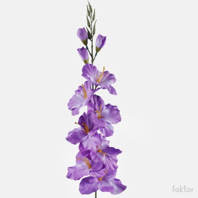 Violetti tekogladioli kukkavarrella