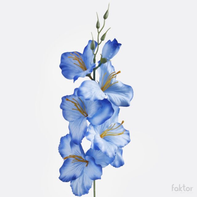 Safiirinsininen tekogladioli, 5 kukkapäätä