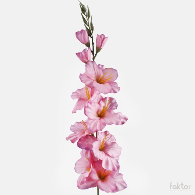 Vaaleanpunareunainen tekogladioluksen varsi vihreällä keskustalla