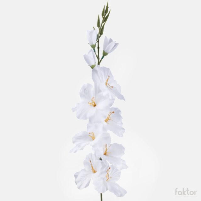 Puhdasvalkoinen tekogladioli, 7 kukkaa ja 3 nuppua