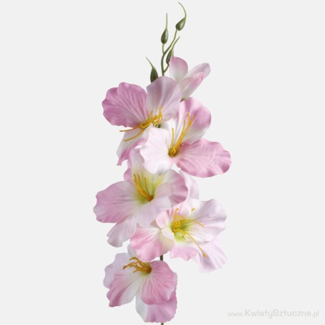 Kermanvaalea satiinitekogladioli vaaleanpunaisella reunalla