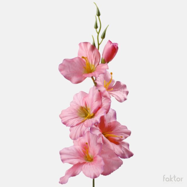 Vaaleanpunainen tekogladioluksen varsi violetilla reunalla ja vihreällä keskustalla