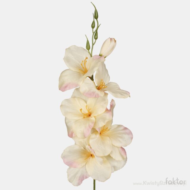 Vaaleankeltainen tekogladioli vaaleanpunaisella reunalla