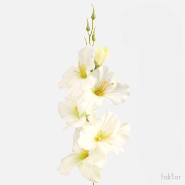 Kermanvärinen tekogladioli vaaleankeltaisilla kukilla