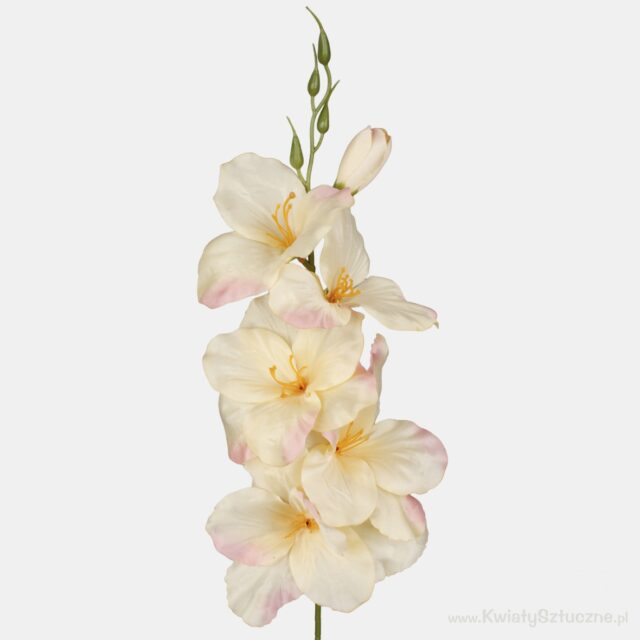 Vaaleankeltainen vaaleanpunareunainen tekogladioli