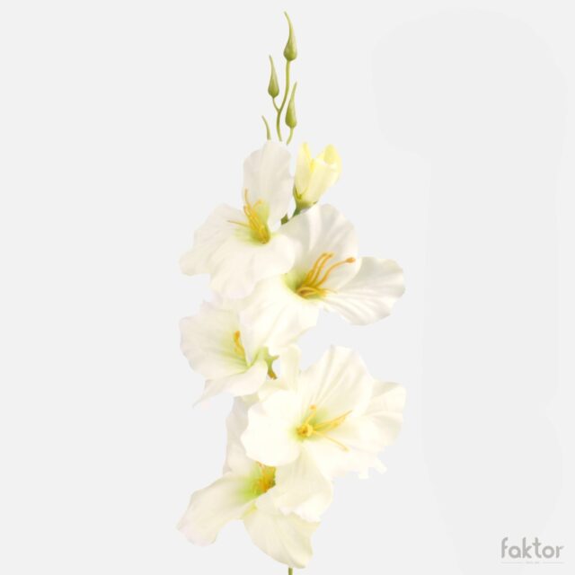 Kermanvaalea ja vaaleankeltainen tekogladiolus vihreällä keskustalla