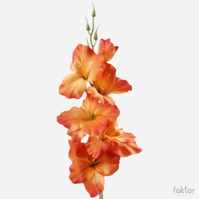 Tummanoranssi tekogladiolus vihreällä keskustalla