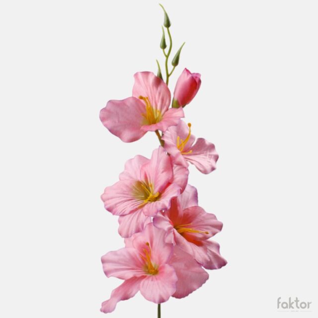 Vaaleanpunainen violettireunainen tekogladioli vihreällä keskustalla