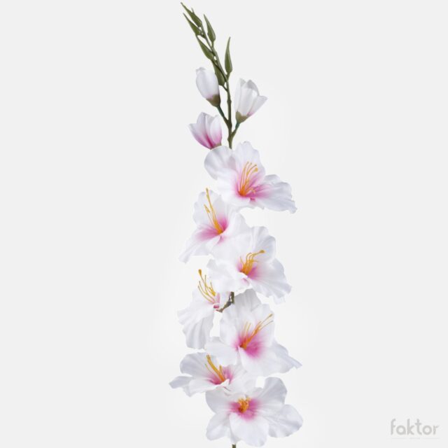 Kerman- ja vaaleanpunainen satiininen tekogladioli