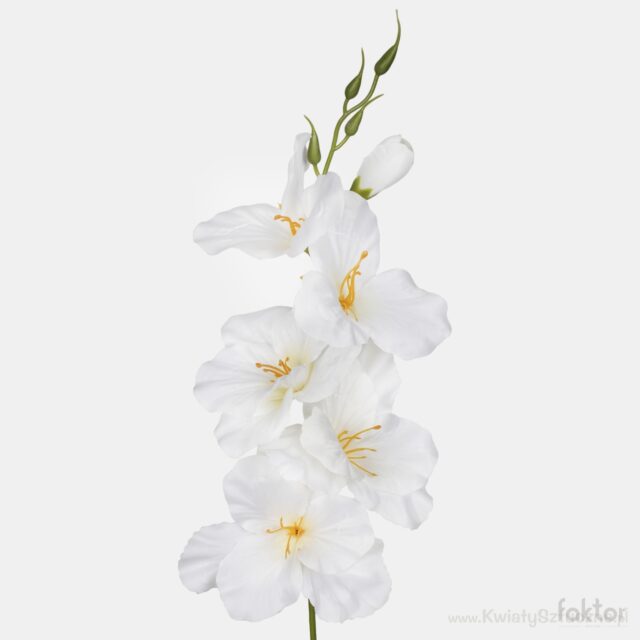 Kermanvärinen tekogladioli keltaisella keskustalla