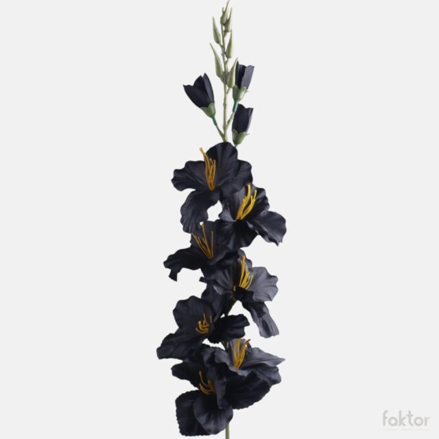 Musta tekogladiolus 80 cm
