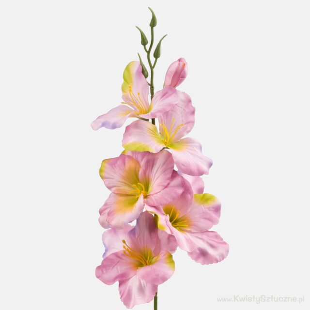 Malvanvärinen tekogladioli vihreällä reunalla