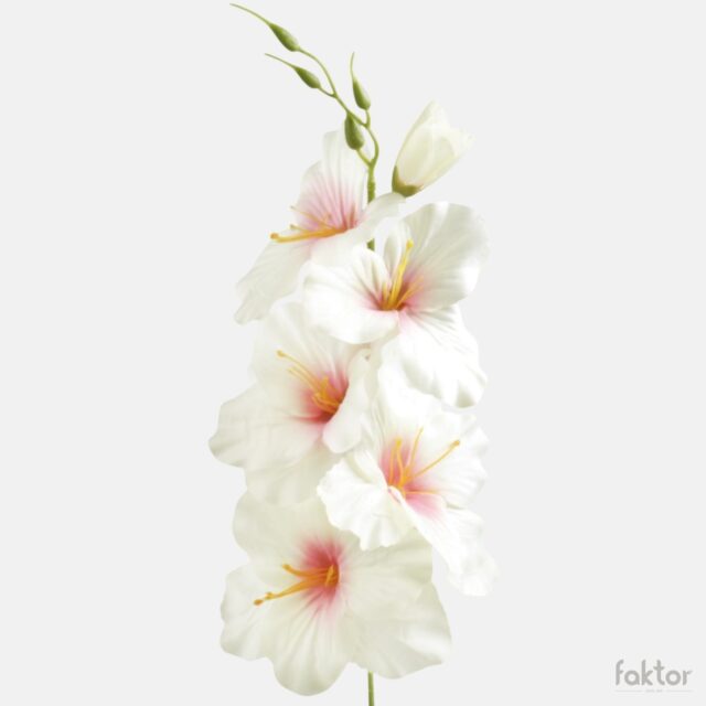 Kerman- ja vaaleanpunainen tekogladioli