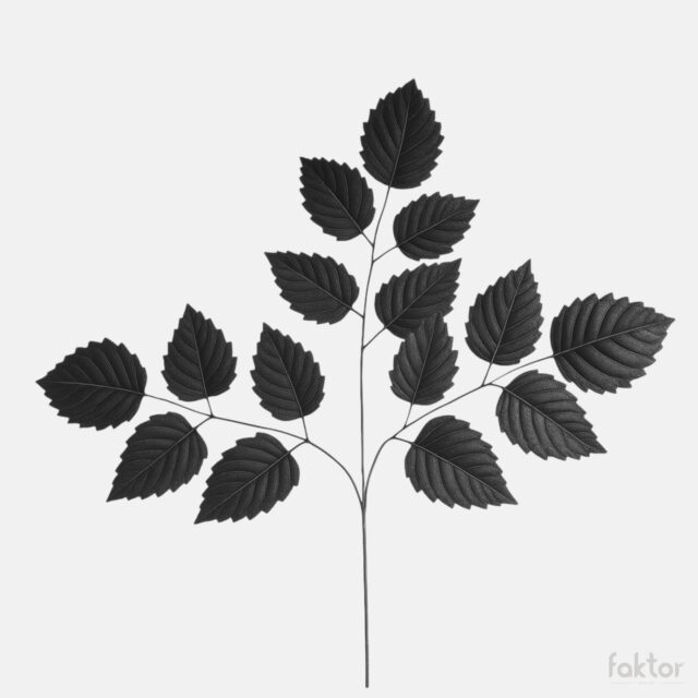 Musta tekokasvin leppäoksa, 68 cm