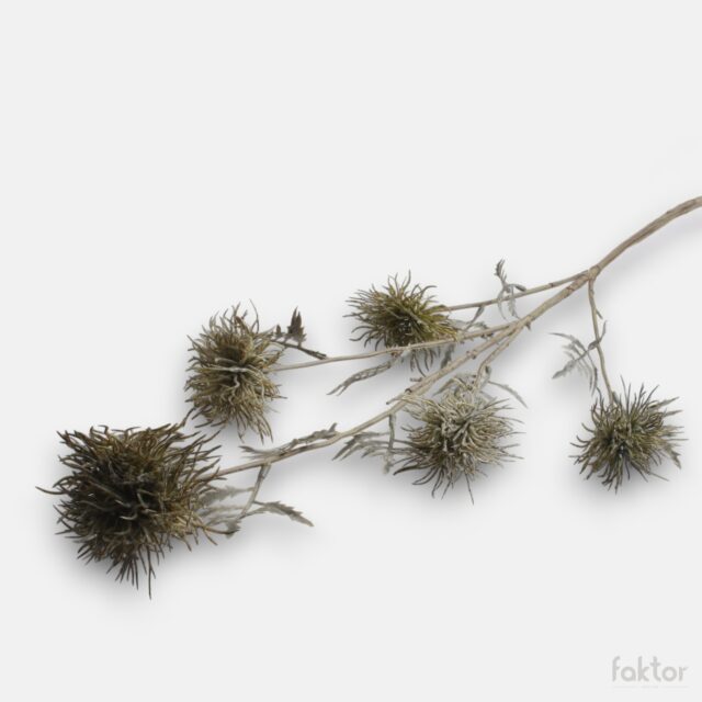 Vihreä Xanthium-tekokukkaoksa, 5 kukintoa