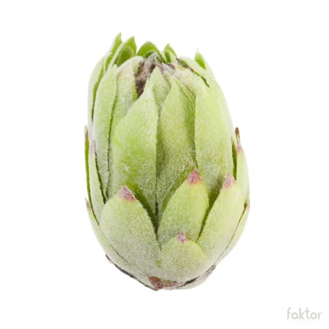 Vihreä protea-tekokukan kukkapää
