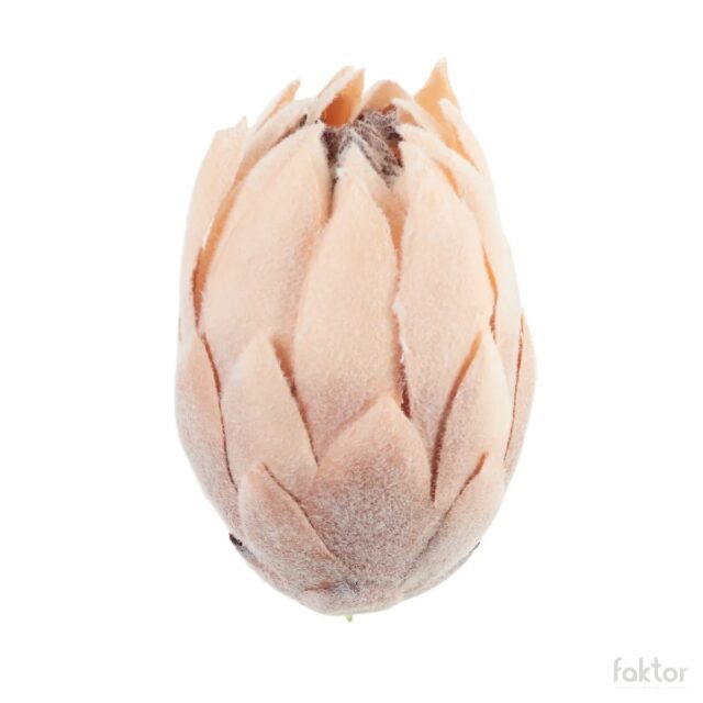 Ruskea protea-tekokukan kukkapää