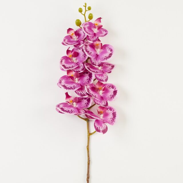 Violetti tekokukkaorkidean oksa