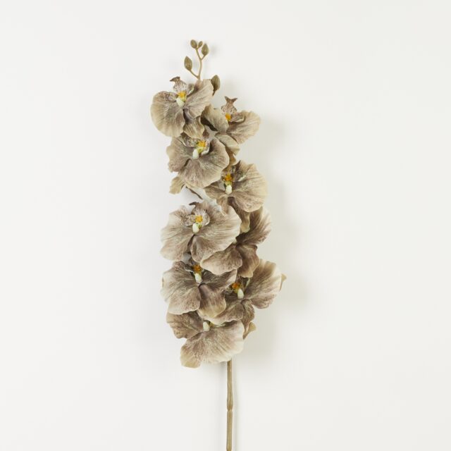 Beige tekokukkaorkidean oksa