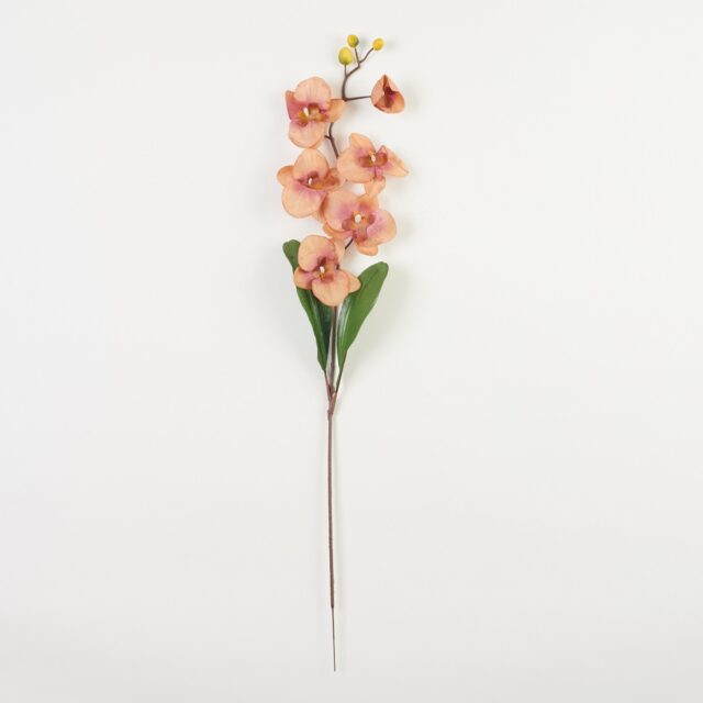 Vaaleanruskea-violetti tekokukkaorkidean oksa