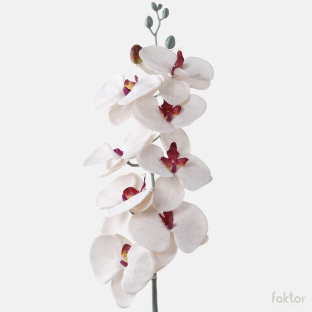 Tekokukkaorkidea kerma/burgundi 91 cm