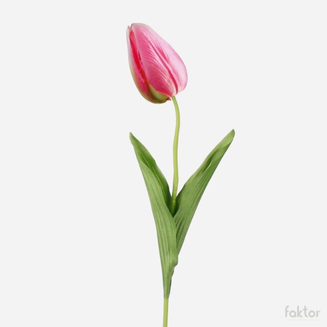 Vaaleanpunainen–vihreä tekotulppaani