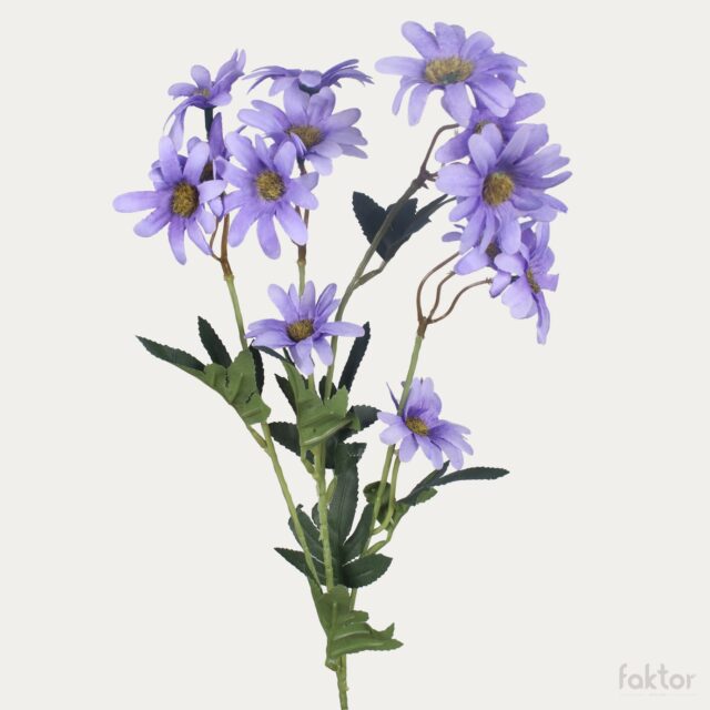 Liila pyretrum-tekokukkaoksa