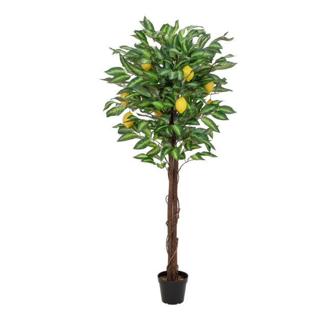 150 cm korkea tekositruunapuu vihreillä lehdillä ja keltaisilla sitruunoilla