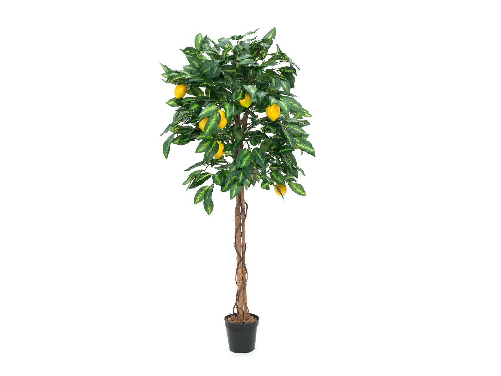 150 cm korkea tekositruunapuu vihreillä lehdillä ja keltaisilla sitruunoilla