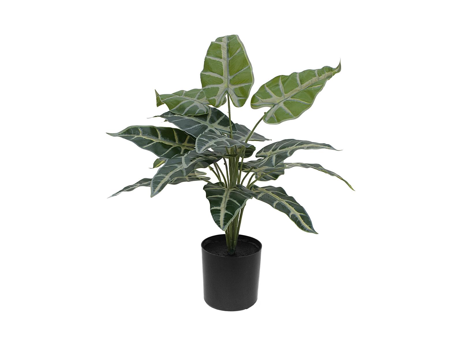 Vihreä-valkolehtinen tekokaladium mustassa ruukussa, 38 cm