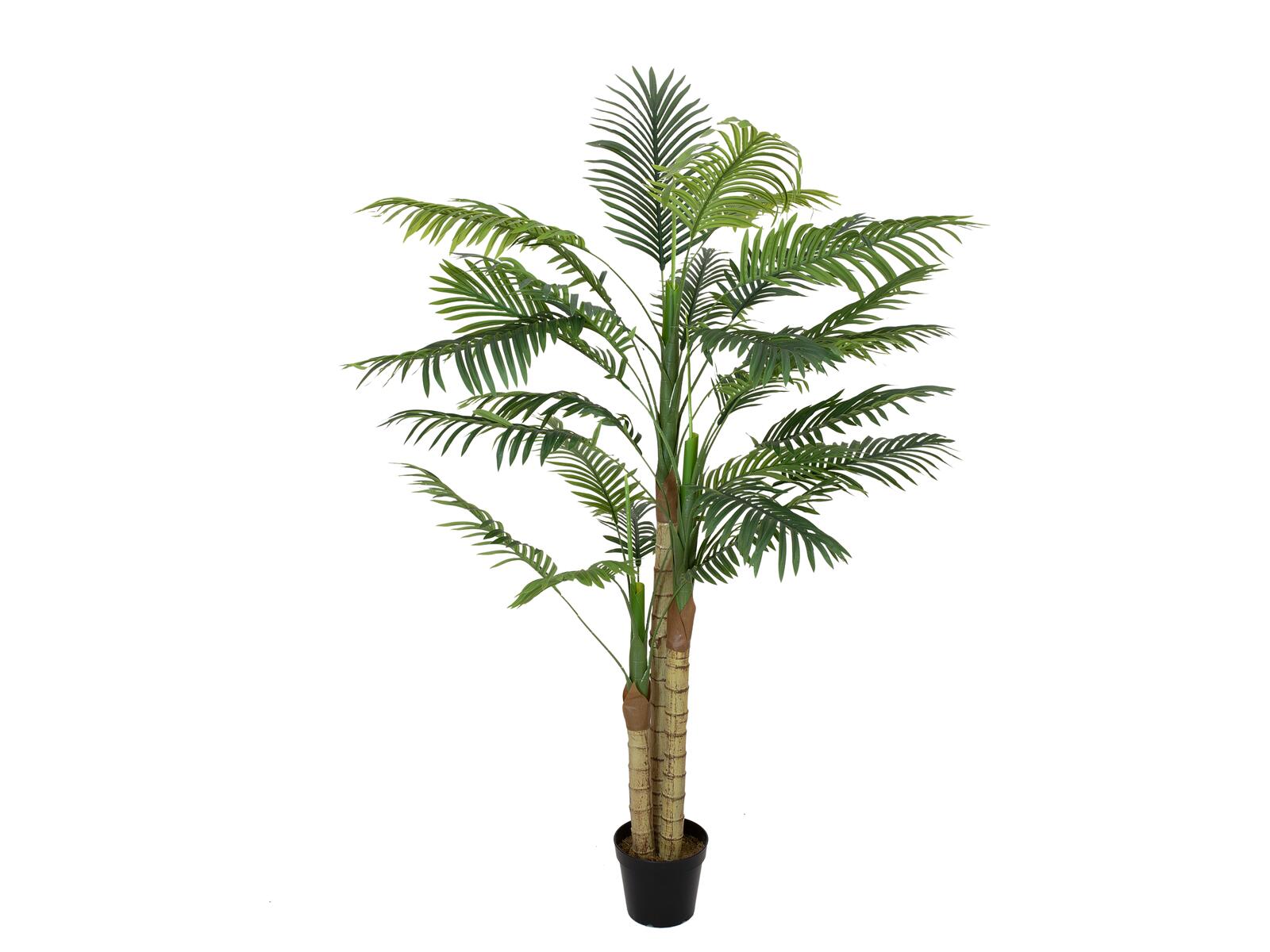 Vihreä areca-tekopalmu kolmella rungolla, 150 cm