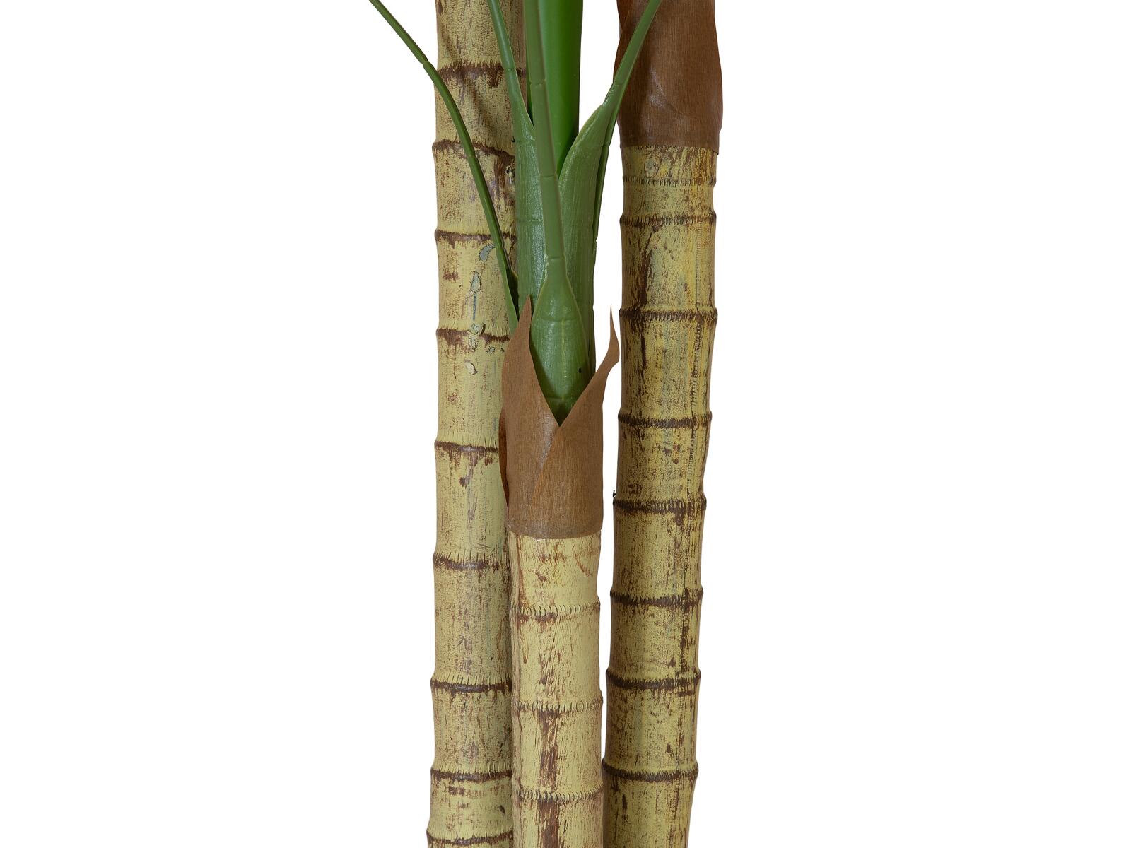 Vihreä areca-tekopalmu kolmella rungolla, 150 cm