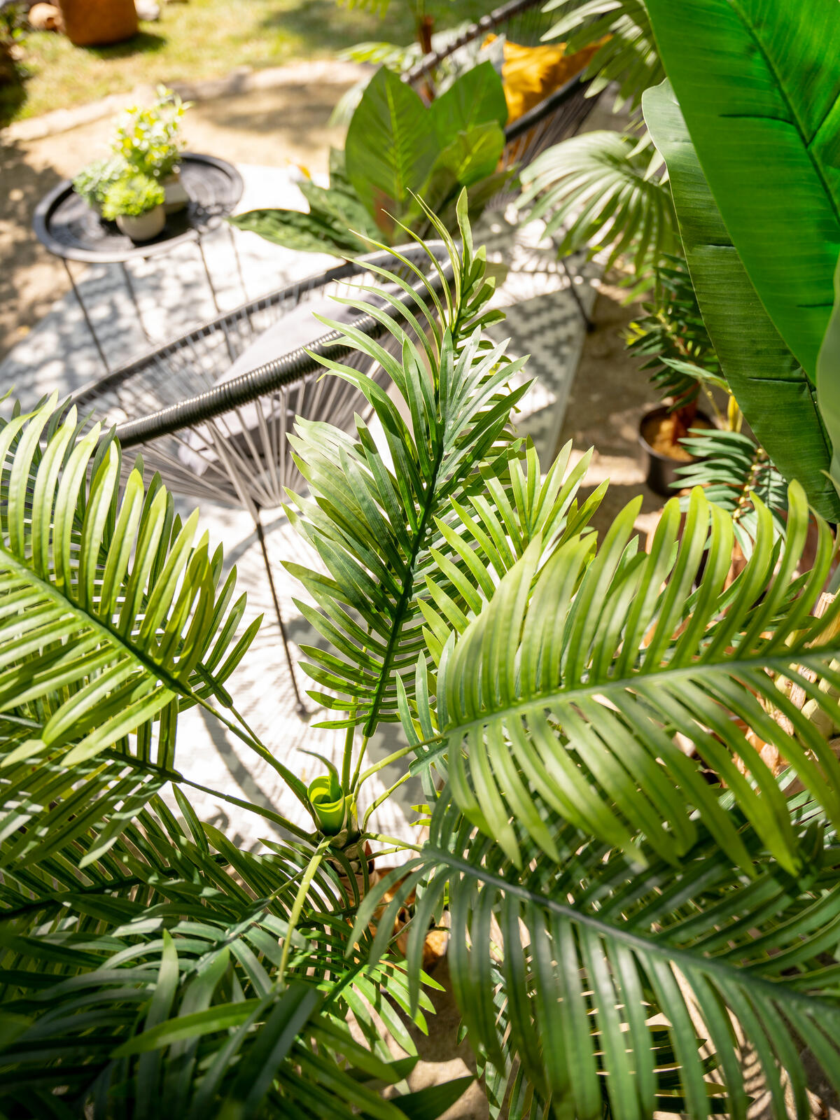 Vihreä areca-tekopalmu kolmella rungolla, 150 cm