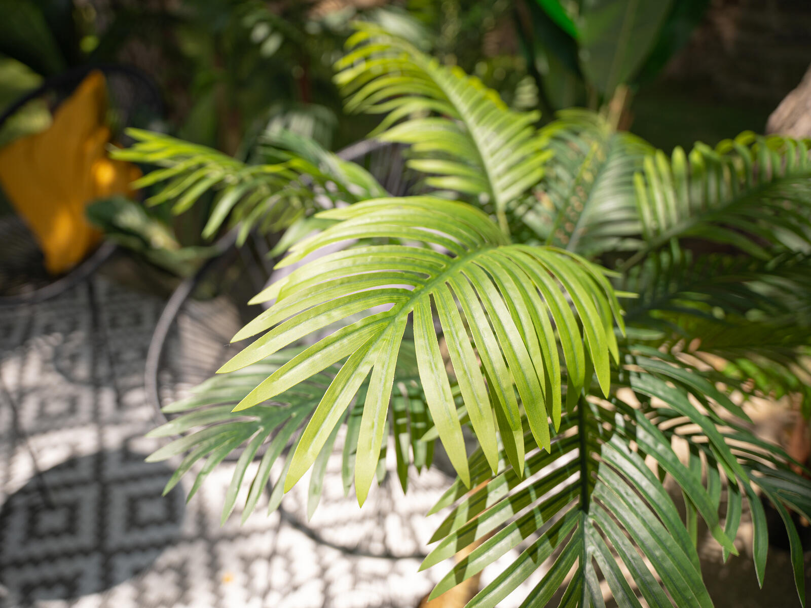 Vihreä areca-tekopalmu kolmella rungolla, 150 cm