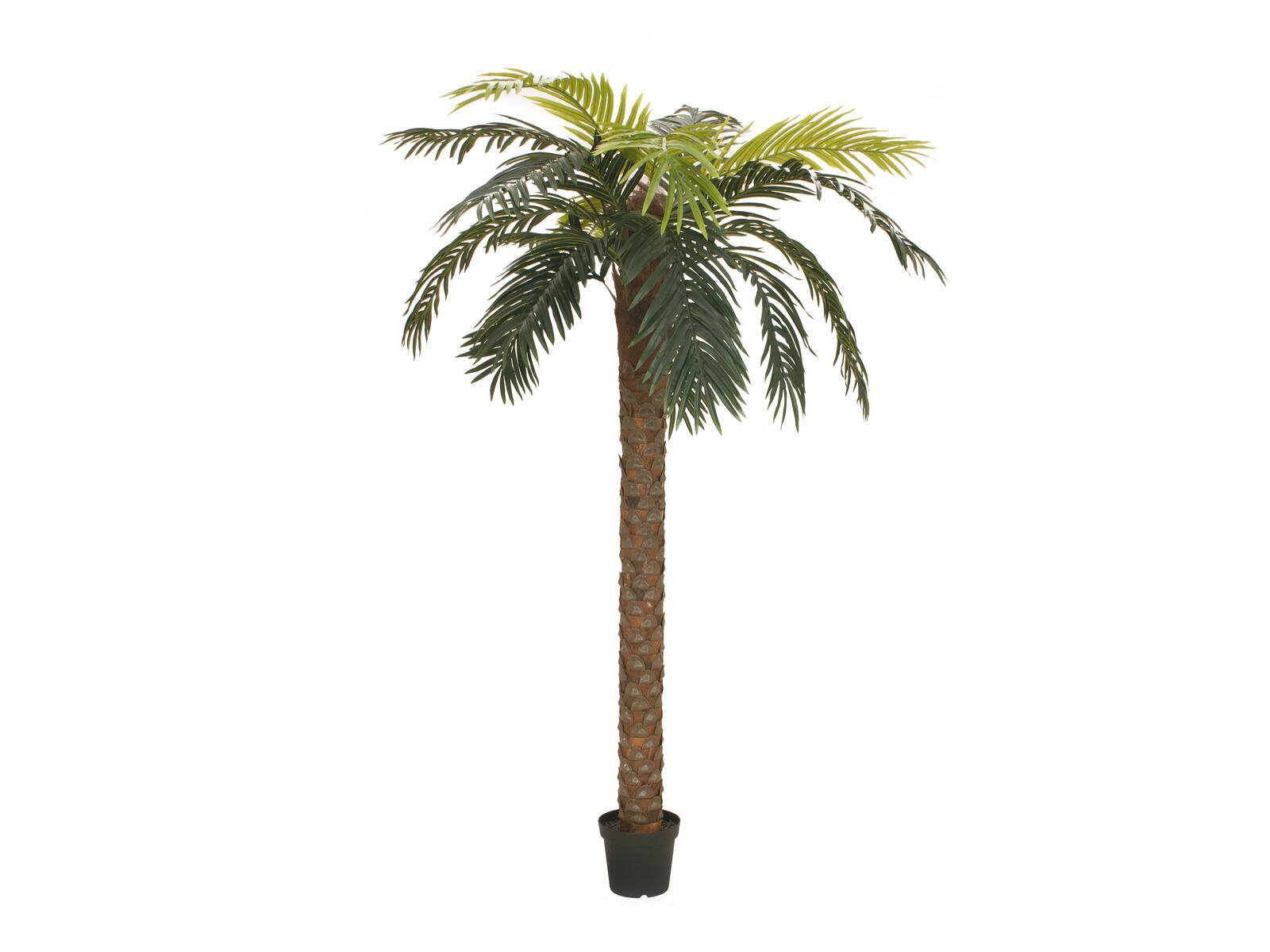 300 cm korkea Phoenix-tekopalmu vihreillä lehdillä ja ruskealla rungolla
