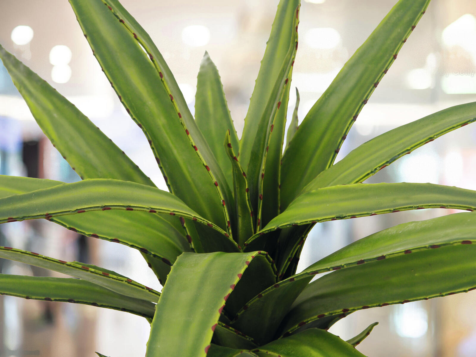 Vihreä aloe-tekokasvi 50 cm