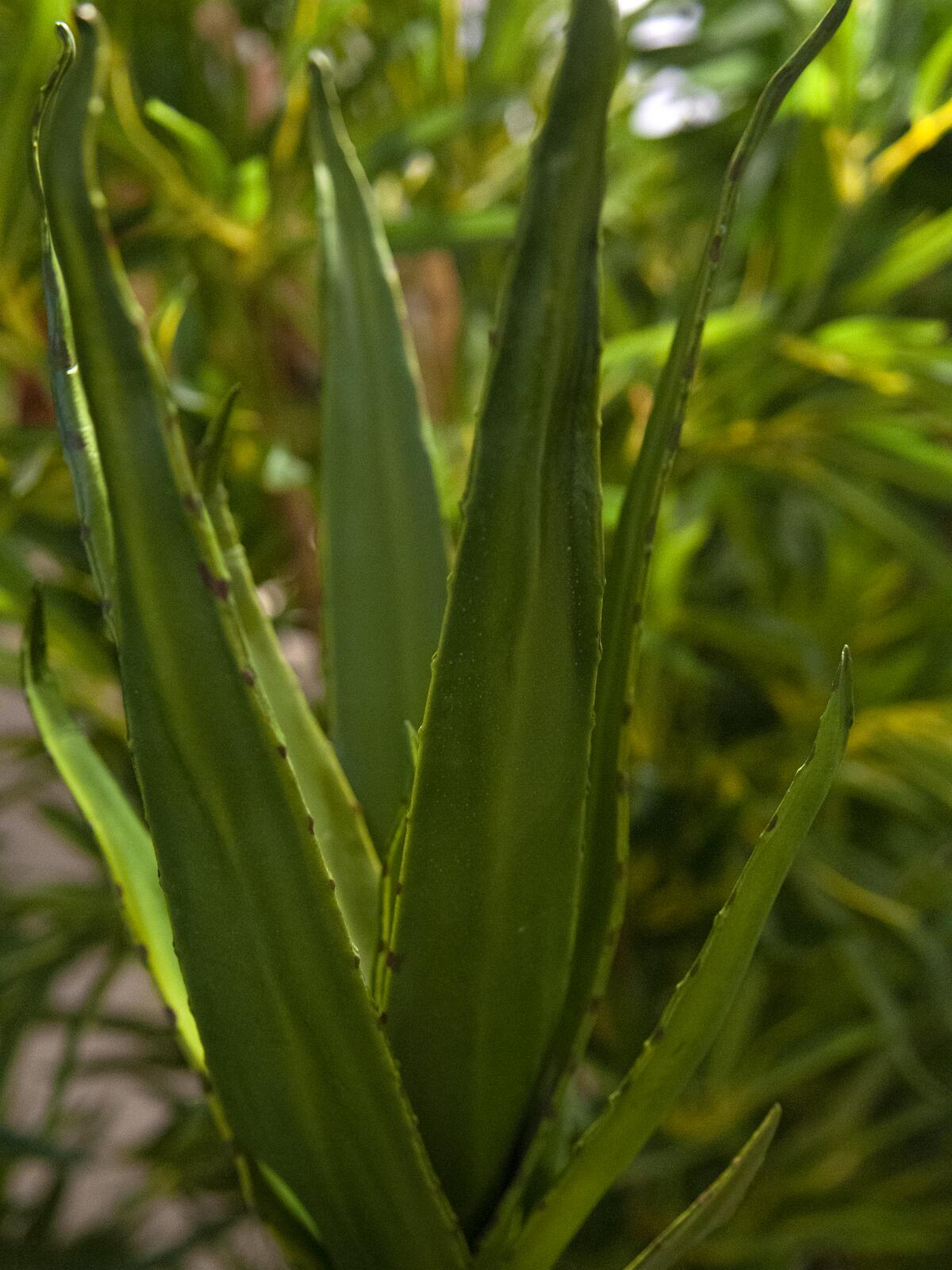 Vihreä aloe-tekokasvi 50 cm